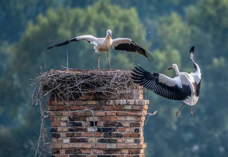 Expert Chimney Animal Removal in Owings Mills, MD Professional Chimney Animal Removal Services in Owings Mills, Maryland