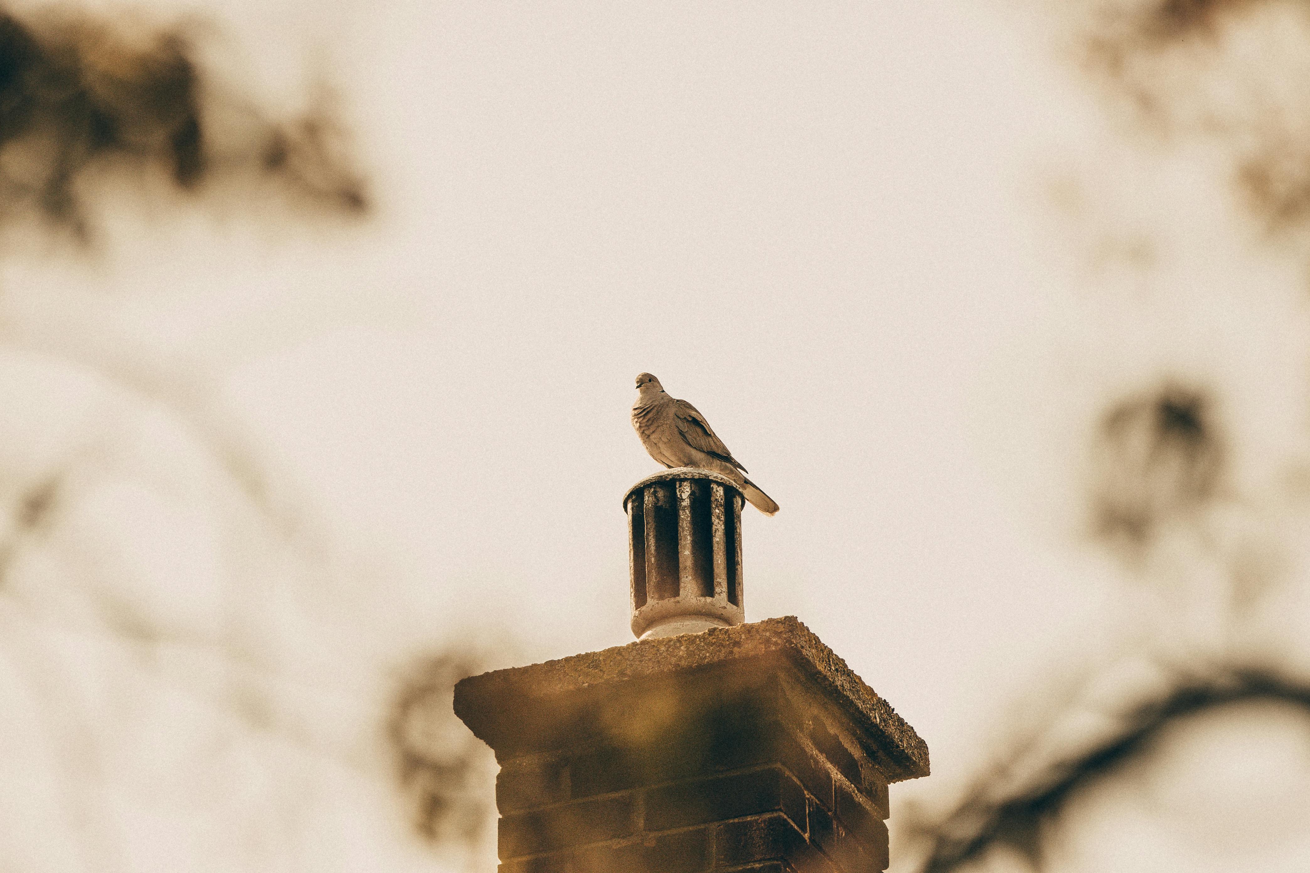 Professional Chimney Cap Installation Services in Owings Mills, MD Expert Chimney Cap Installation in Owings Mills, Maryland